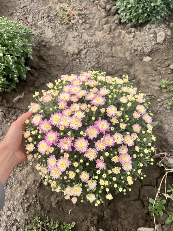 Заголовок